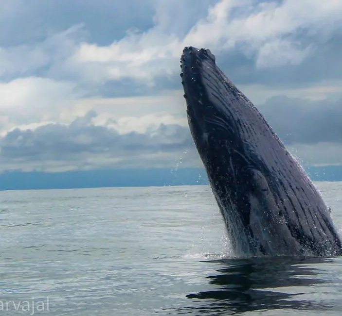 Avistamiento de Ballenas