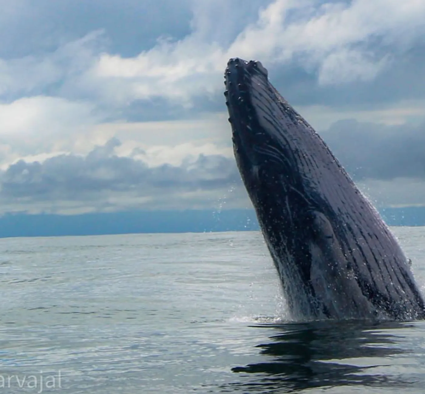 Ballena jorobada saltando en el Pacífico, fotografía del archivo de Casa Azul
