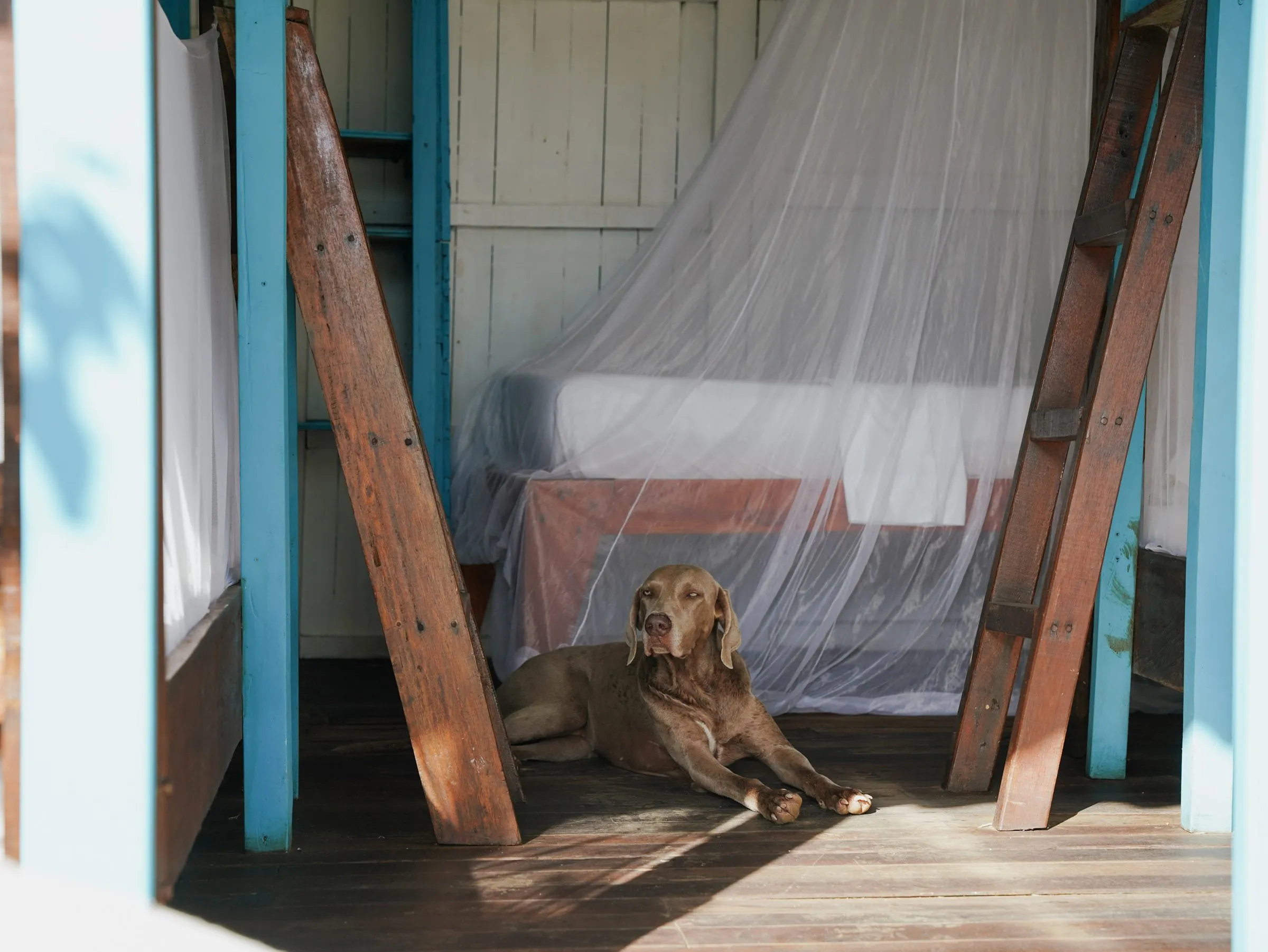Uno de los perros del pet-staff descansando en una cama de los Dormitorios